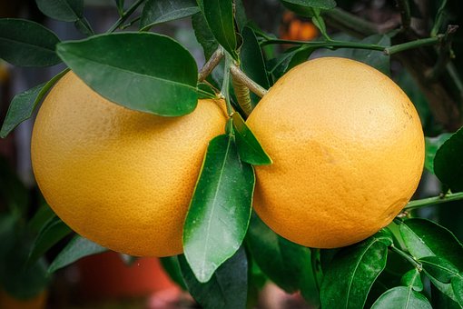 Citrony, Ovoce, Příroda, Citrus