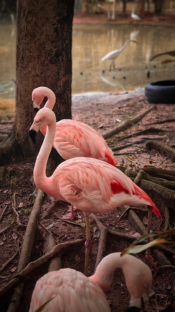 Flamingos, See, Natur, Tiere, Vögel