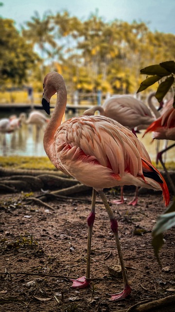 Flamingos, See, Natur, Tiere, Vögel