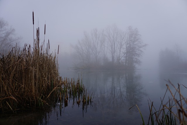 Niebla, Oscuro, Lago, Severo, Naturaleza