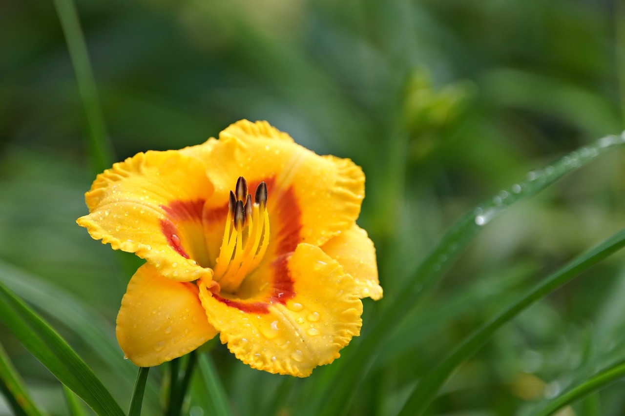 800+ Free Daylily & Nature Images - Pixabay