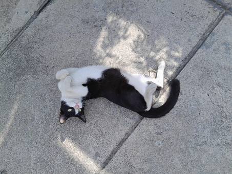 Cat, Smoking Katt, Søt Katt, Kattemage
