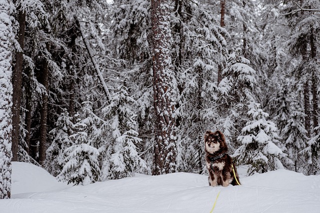 Finský Laphund, Lapphund, Pes, Mazlíček
