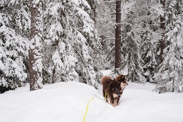 Free Finnish Lapphund Lapphund photo and picture