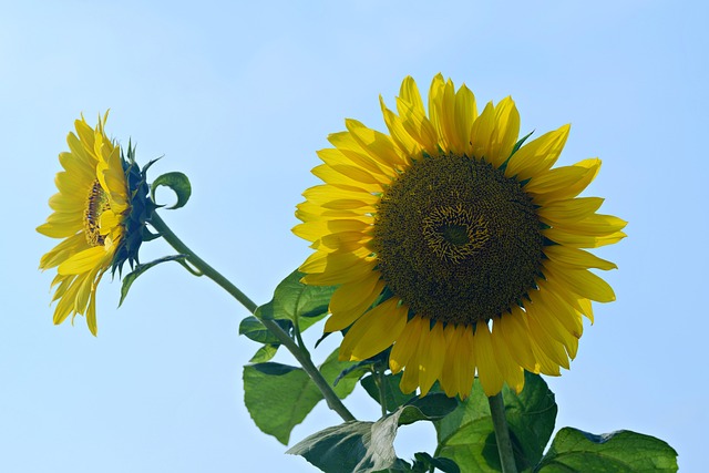 Blume Sonnenblume Botanik - Kostenloses Foto auf Pixabay - Pixabay