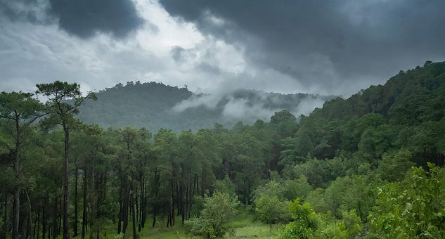 Free Cloudy Forest illustration and picture