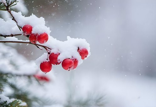 Free Red Berries Rowanberries illustration and picture