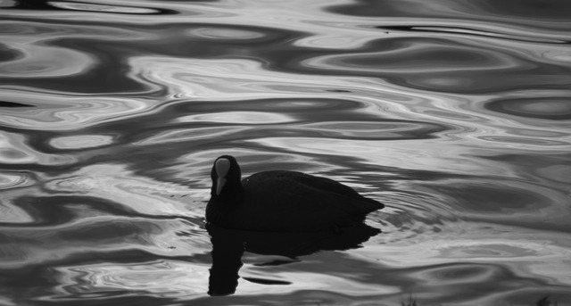 Free Nature Water photo and picture