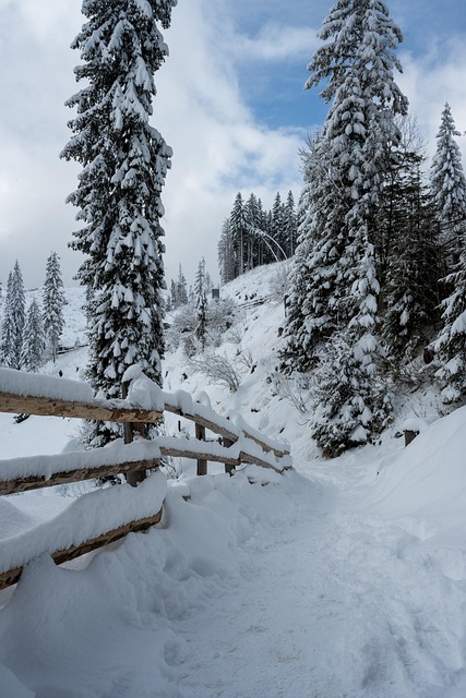 Winter, Sneeuw, Natuur, Landschap, Woud