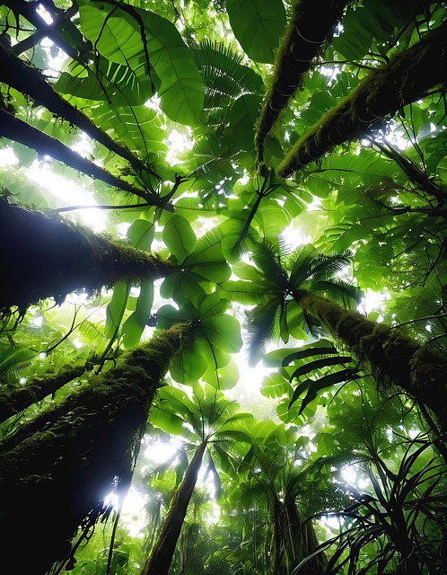 Free Jungle Forest illustration and picture