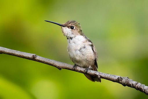 Free Ruby-Throated Hummingbird Hummingbird photo and picture