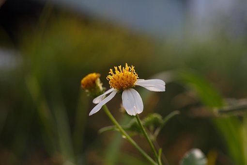 Blomst, Natur, I Solnedgangen, Farve