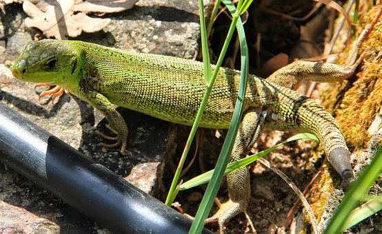 Free Lizard Reptile photo and picture