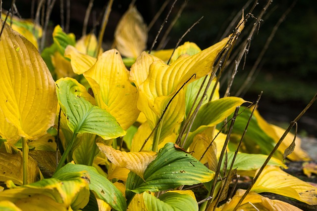 Free Nature Plant photo and picture