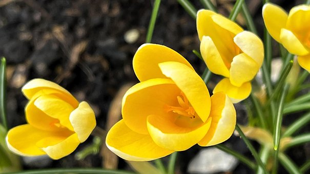 Free Yellow Crocuses photo and picture
