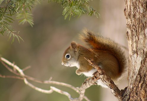 Free Red Squirrel Maine photo and picture