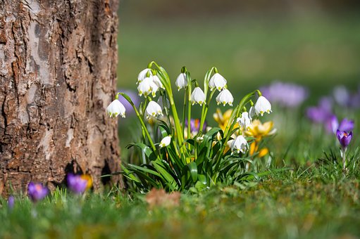 Free Snowdrop Flower Meadow photo and picture