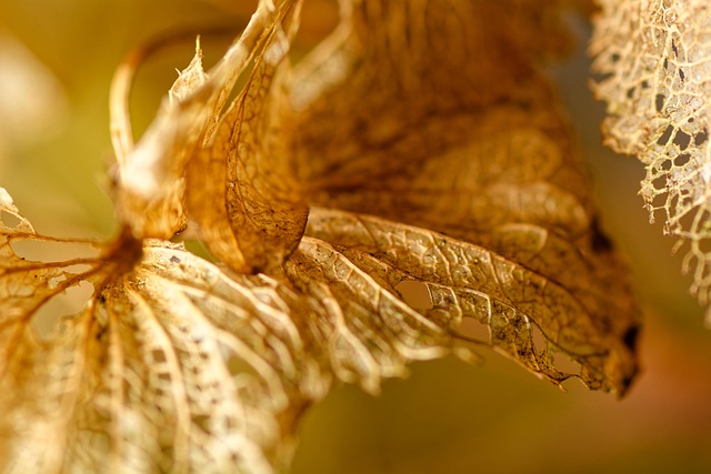 Hydrangea, Gamle, Makro, Dråbe, Natur