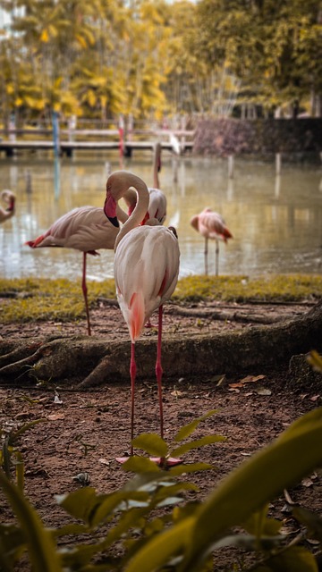 Flamingos, Vögel, See, Park, Fauna