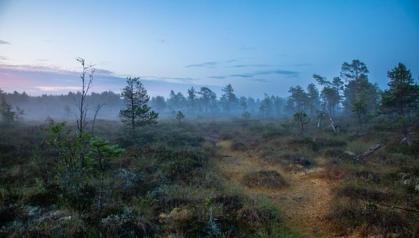 Free Swamp Morning illustration and picture