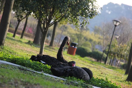 Free Black Swan Nature photo and picture