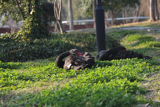 Free Black Swan Nature photo and picture