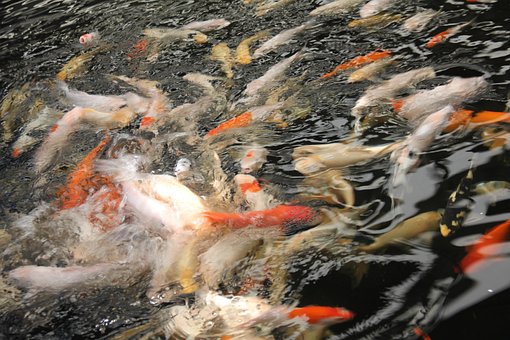 Free Fish Fishing photo and picture