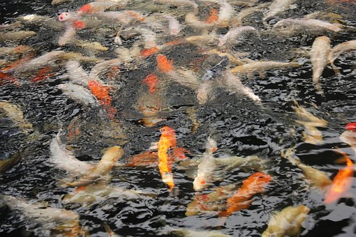 Free Fish Fishing photo and picture