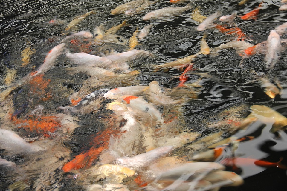 Fish Fishing Harvest Colorful - Free photo on Pixabay - Pixabay
