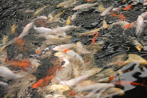 Free Fish Fishing photo and picture