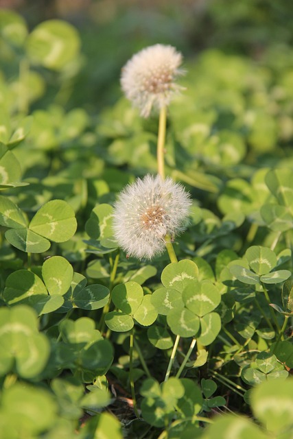 Free Grass Flowers photo and picture