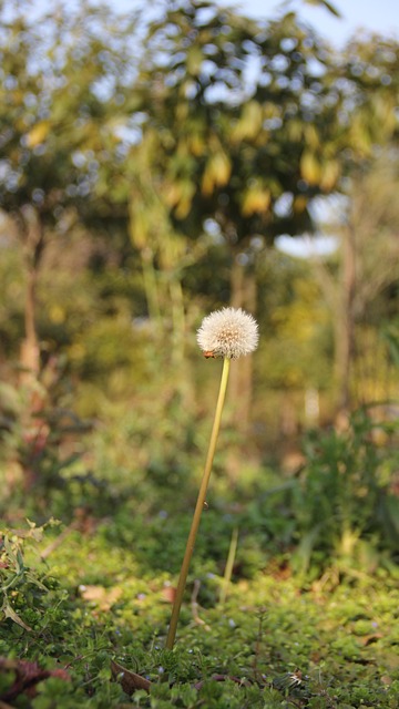 Grasblume, Wilde Blume, Blume, Frühling