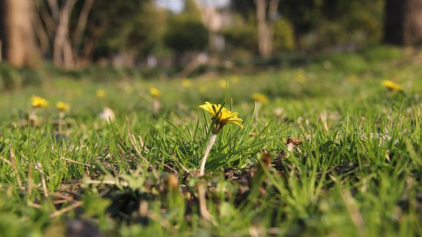 Free Grass Flower Wild Flower photo and picture