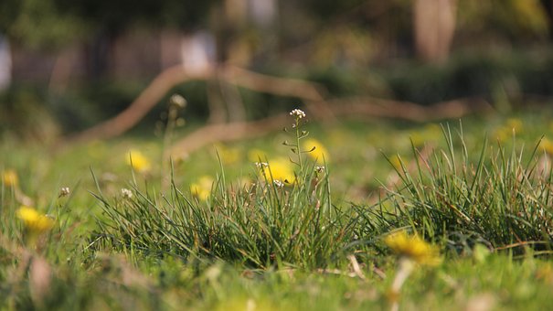 Grasblume, Wilde Blume, Blume, Frühling