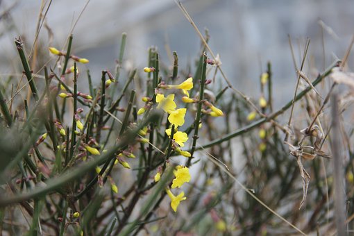 Free Grass Flower Wild Flower photo and picture
