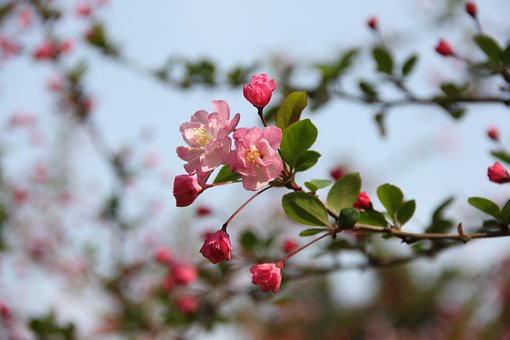 Free Pink Flowers photo and picture