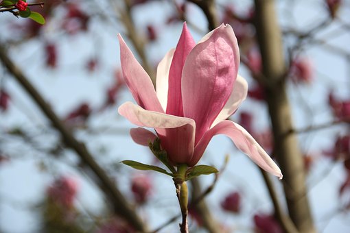 Frühling, Natur, Frühlingsblume, Blumen