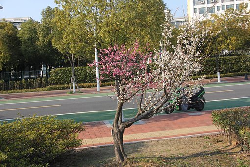 Free Spring Nature photo and picture