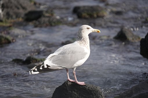 Gaivota, Pássaro, Animal, Natureza