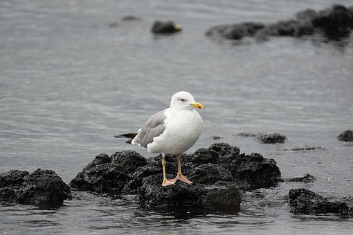 Gaivota, Pássaro, Animal, Natureza