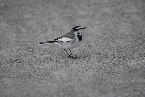 Alvéola, Pássaro, Natureza, Animal, Ave