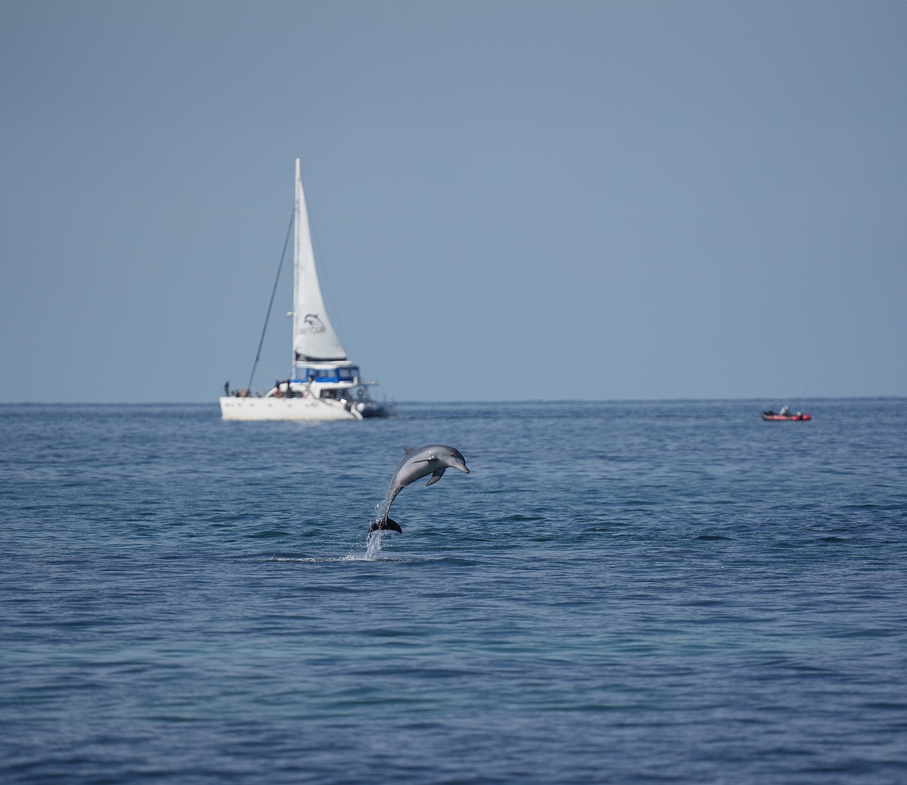 Southern Bottlenose Dolphin Free photo on