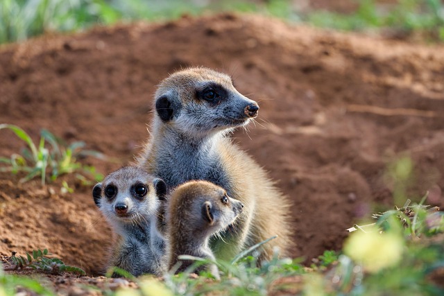 Free Meerkat Mammal photo and picture