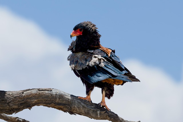 Free Eagle Bird photo and picture