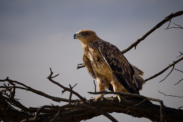 Free Eagle Bird photo and picture