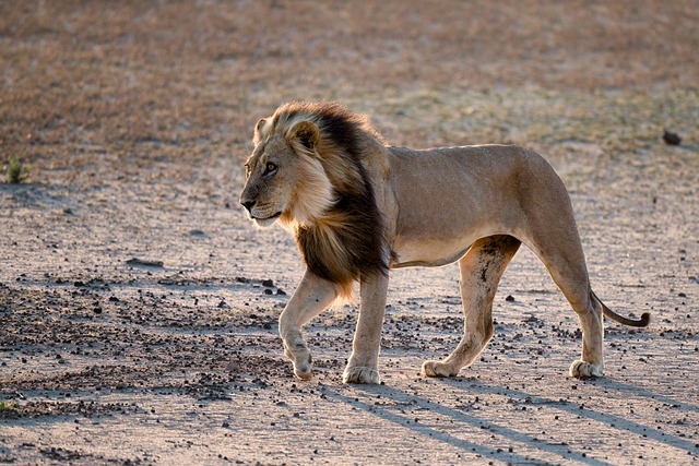 Free Lion Animal photo and picture