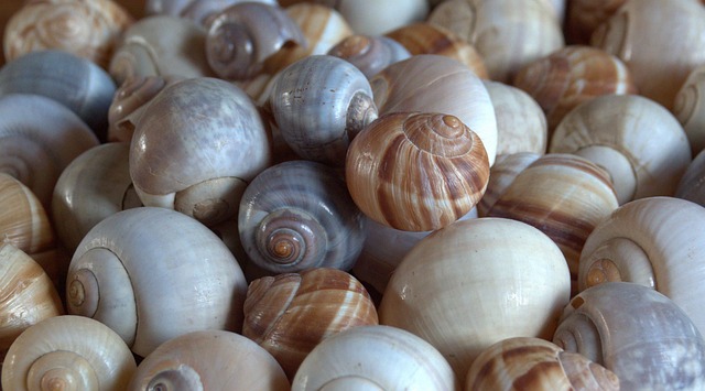 Muscheln Strand Natur - Kostenloses Foto auf Pixabay - Pixabay