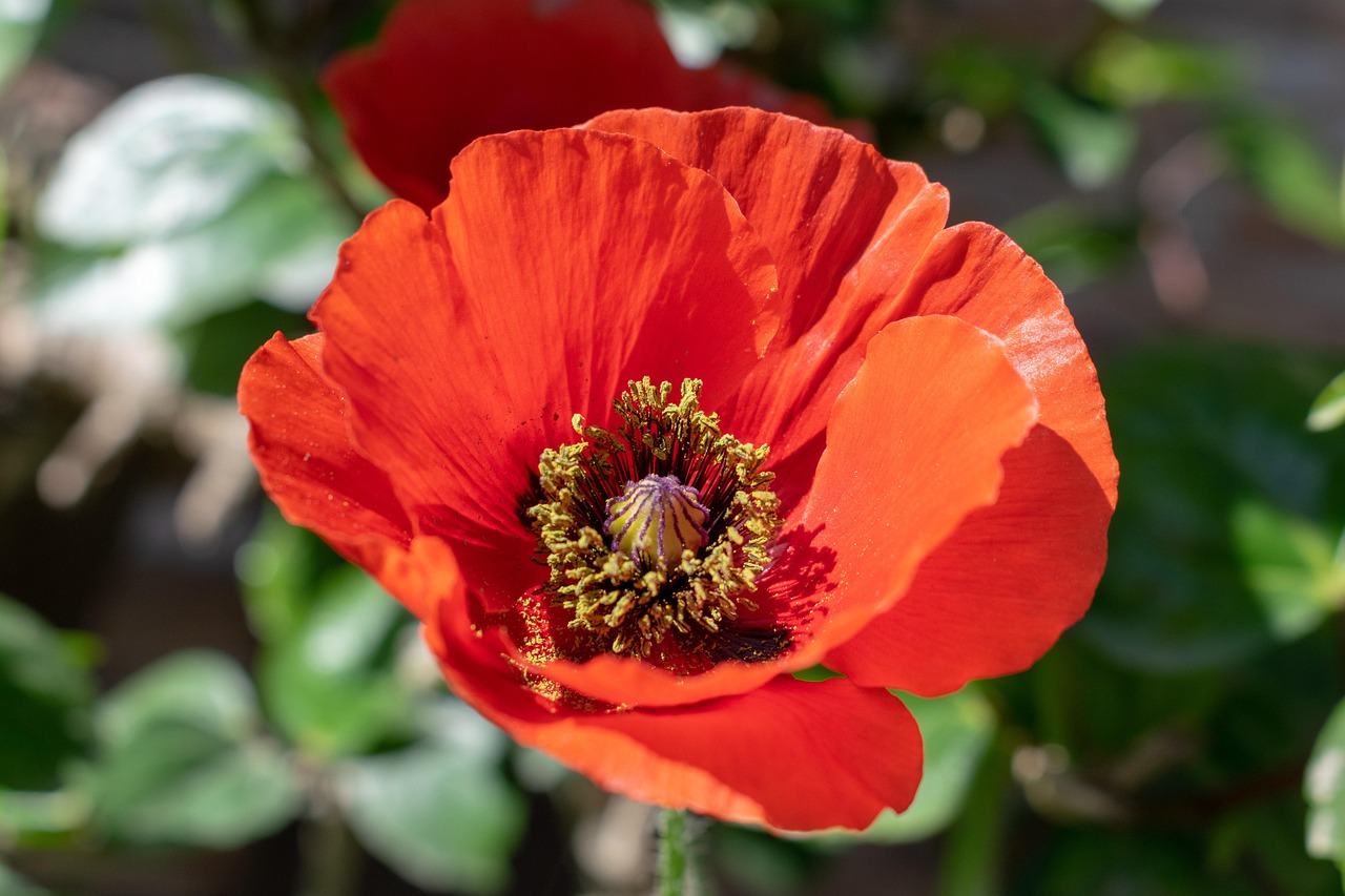 Amapola Flor Planta De - Foto gratis en Pixabay - Pixabay