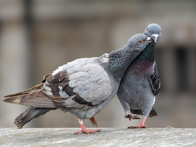 Free Pigeons Birds photo and picture
