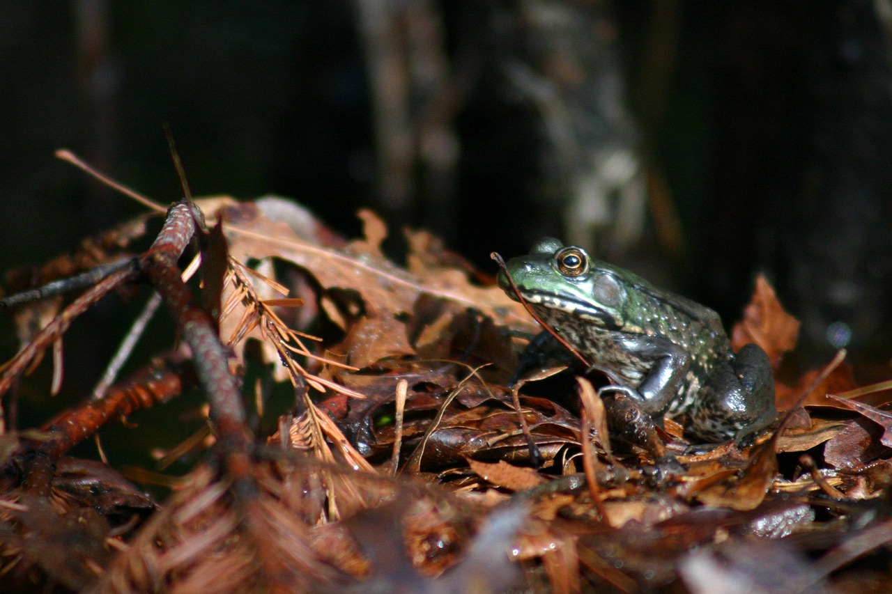 Tree Frog - free online jigsaw puzzle photo